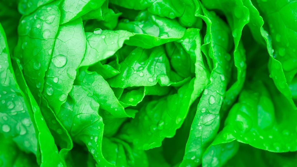 Tủ lạnh Electrolux ETB3700J-A Inverter 350L